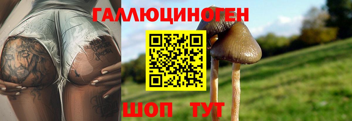 купить закладку  Галлюциногенные грибы MAGIC MUSHROOMS  Вход с VPN  Осинники  Псилоцибиновые грибы Psilocybine cubensis 
